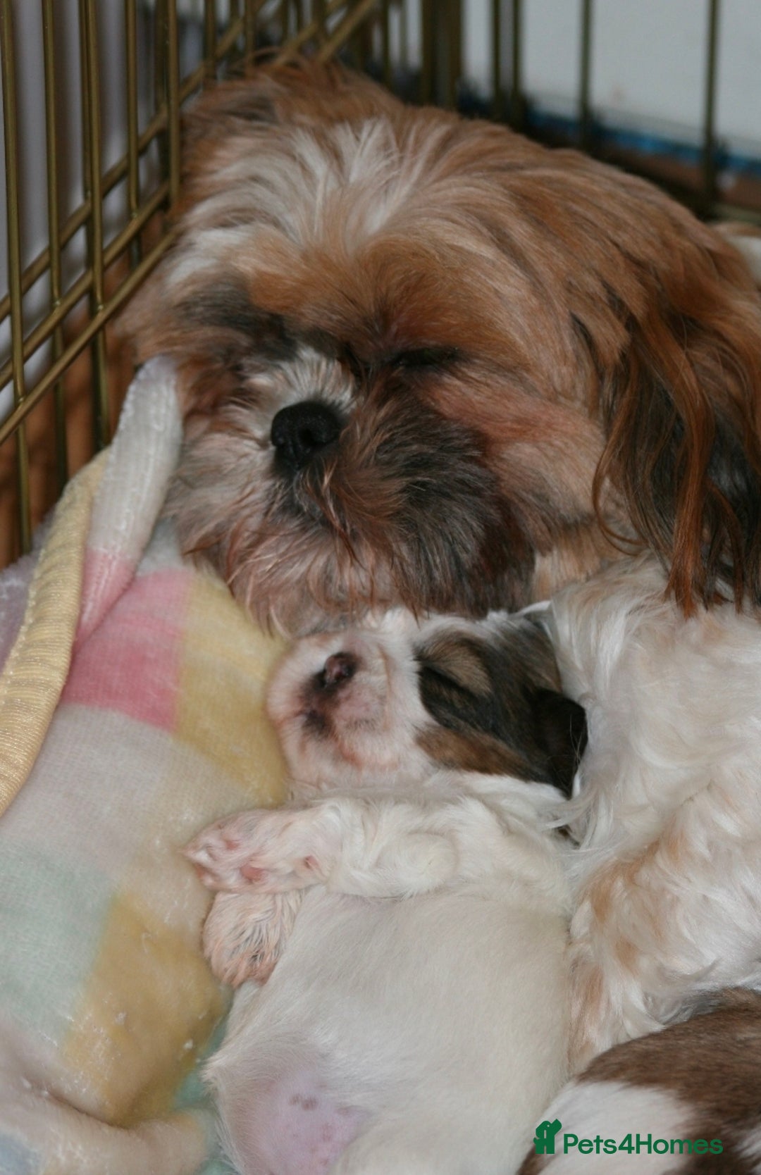 Shihpoo dogs for sale: Shihtzu x poodle  - Advert 2