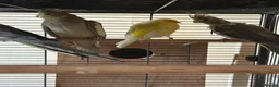 Mixed Breed birds for sale: Baby Cocatiel birds and budgies - Advert 15
