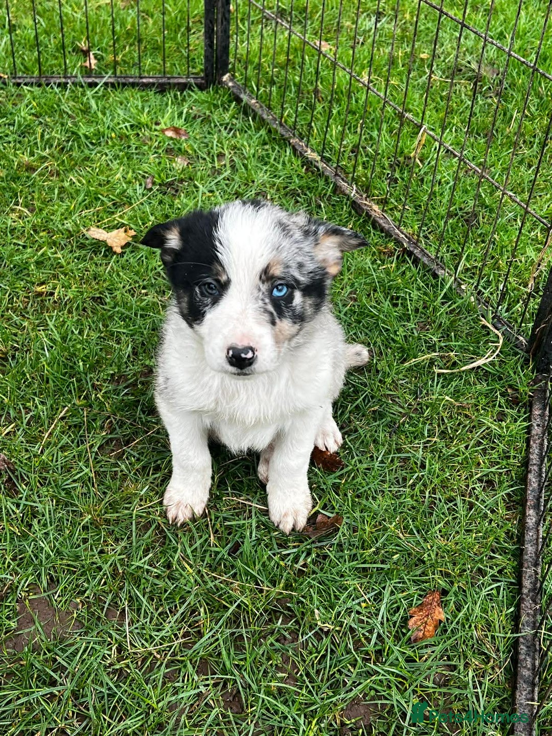 Border Collie dogs for sale: 5 Beautiful Blue Merle Border Collie Puppies - Advert 22