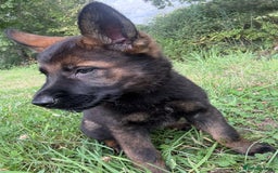 German Shepherd dogs for sale: Germany 🇩🇪 shepherd puppies dogs 🐕 big boned - Image 9