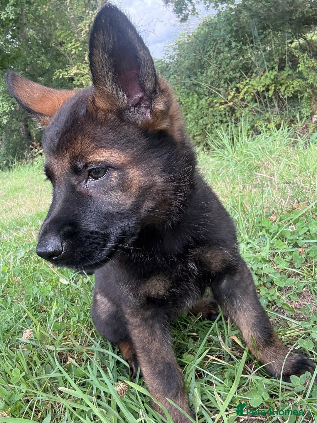 German Shepherd dogs for sale: Germany 🇩🇪 shepherd puppies dogs 🐕 big boned - Image 9