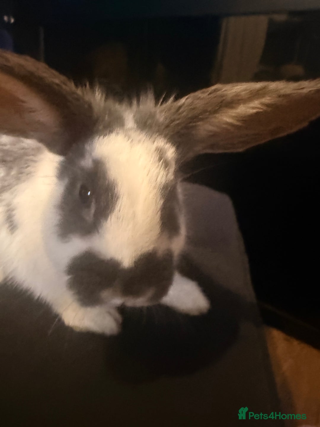 English Lop rabbits for sale: Baby bambi bunny  - Advert 4