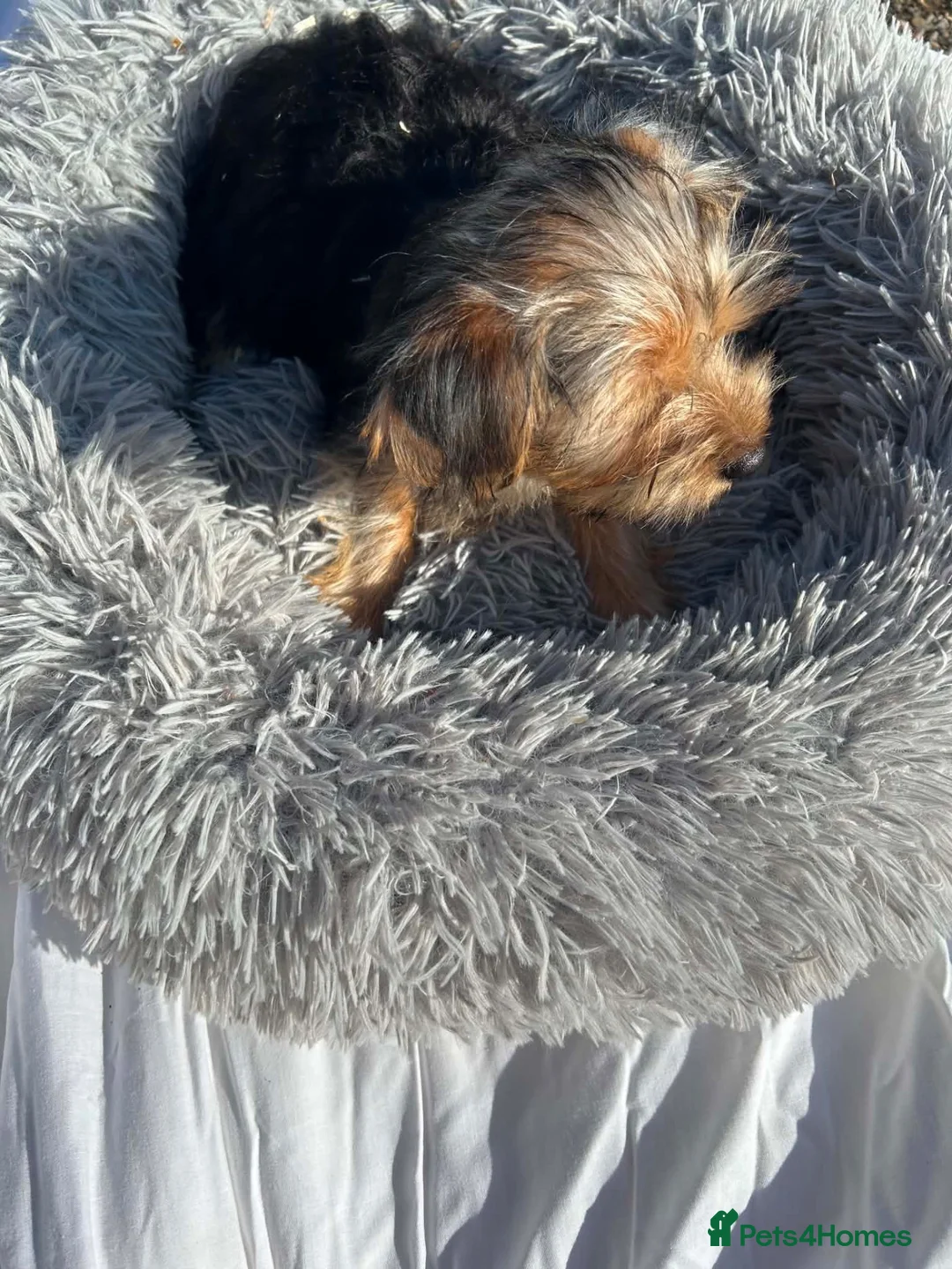 Yorkshire Terrier dogs for sale: Yorkshire terriers  - Advert 2