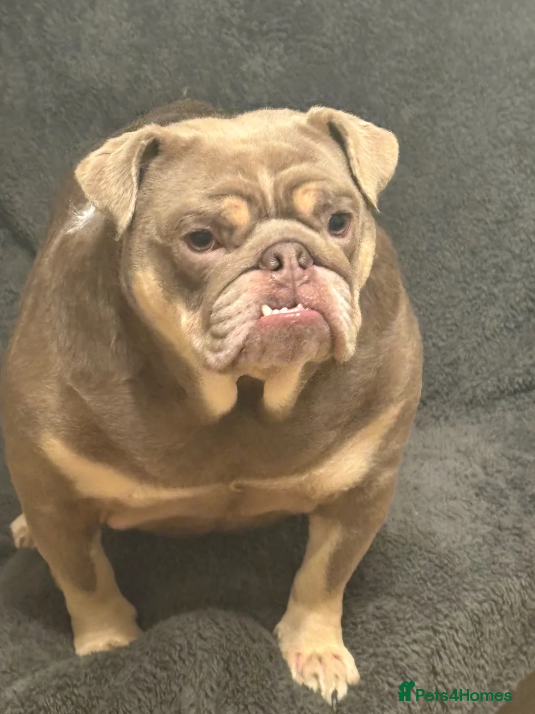 English Bulldog dogs for sale: English Bulldog Female  in Sheffield - Advert 2