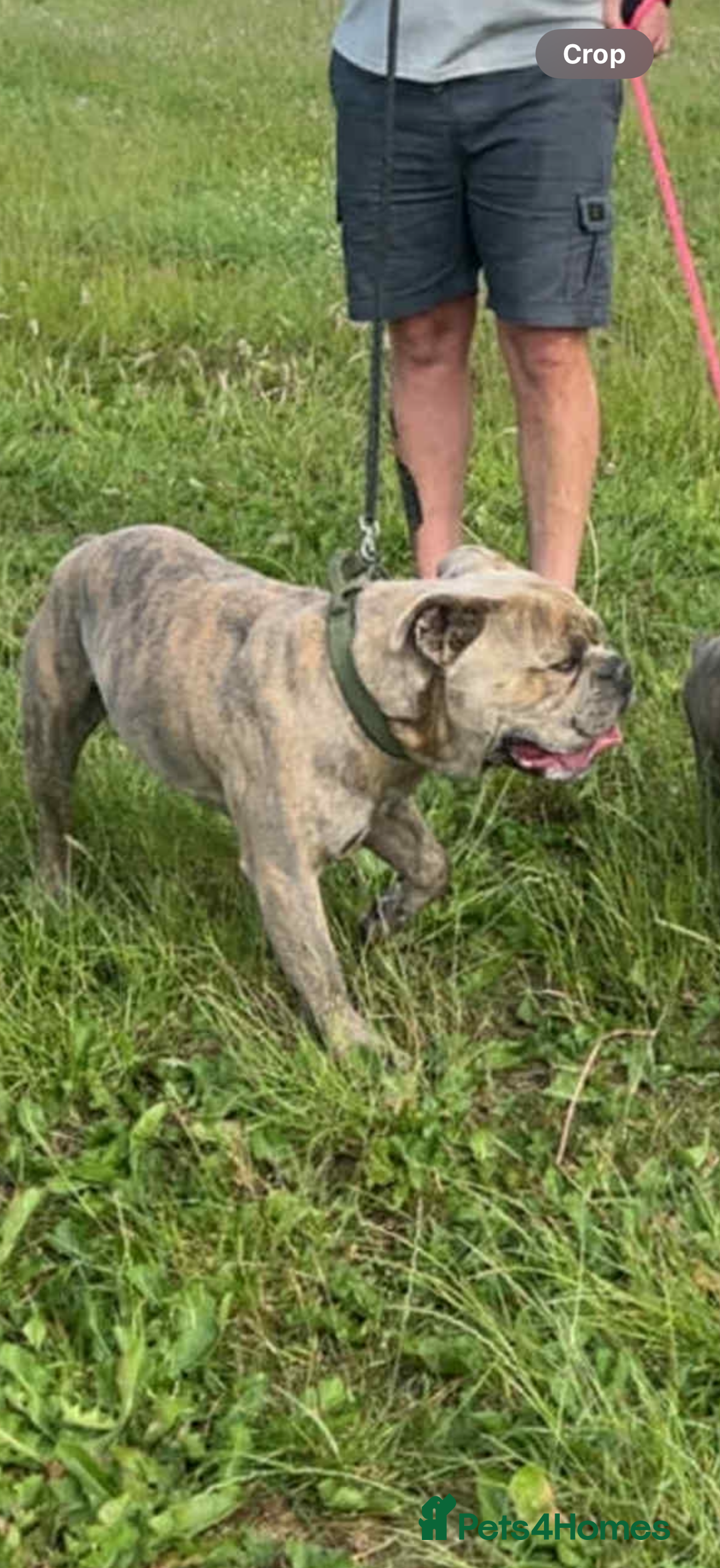 Dorset Olde Tyme Bulldogge dogs for sale: Olde thyme English bulldogge  in Middlesbrough - Image 4