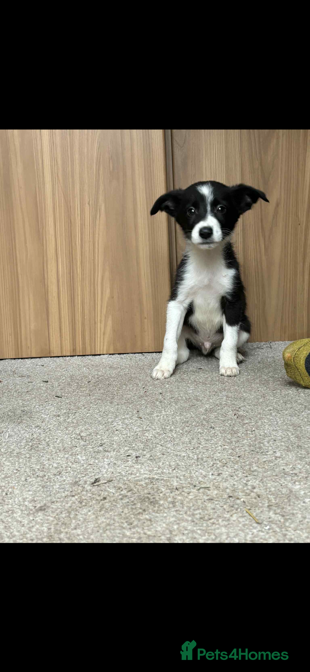 Border Collie dogs for sale:  Beautiful Border Collie Puppies  - Image 3