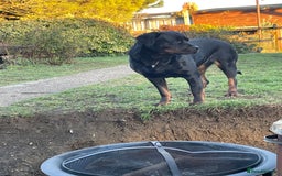 Mixed Breed dogs for sale: Famale Rottweiler cross for sale - Image 3