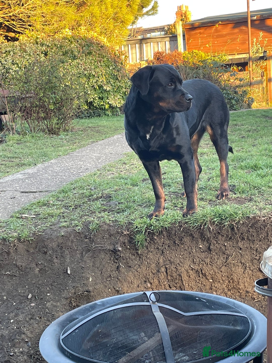 Mixed Breed dogs for sale: Famale Rottweiler cross for sale - Image 3