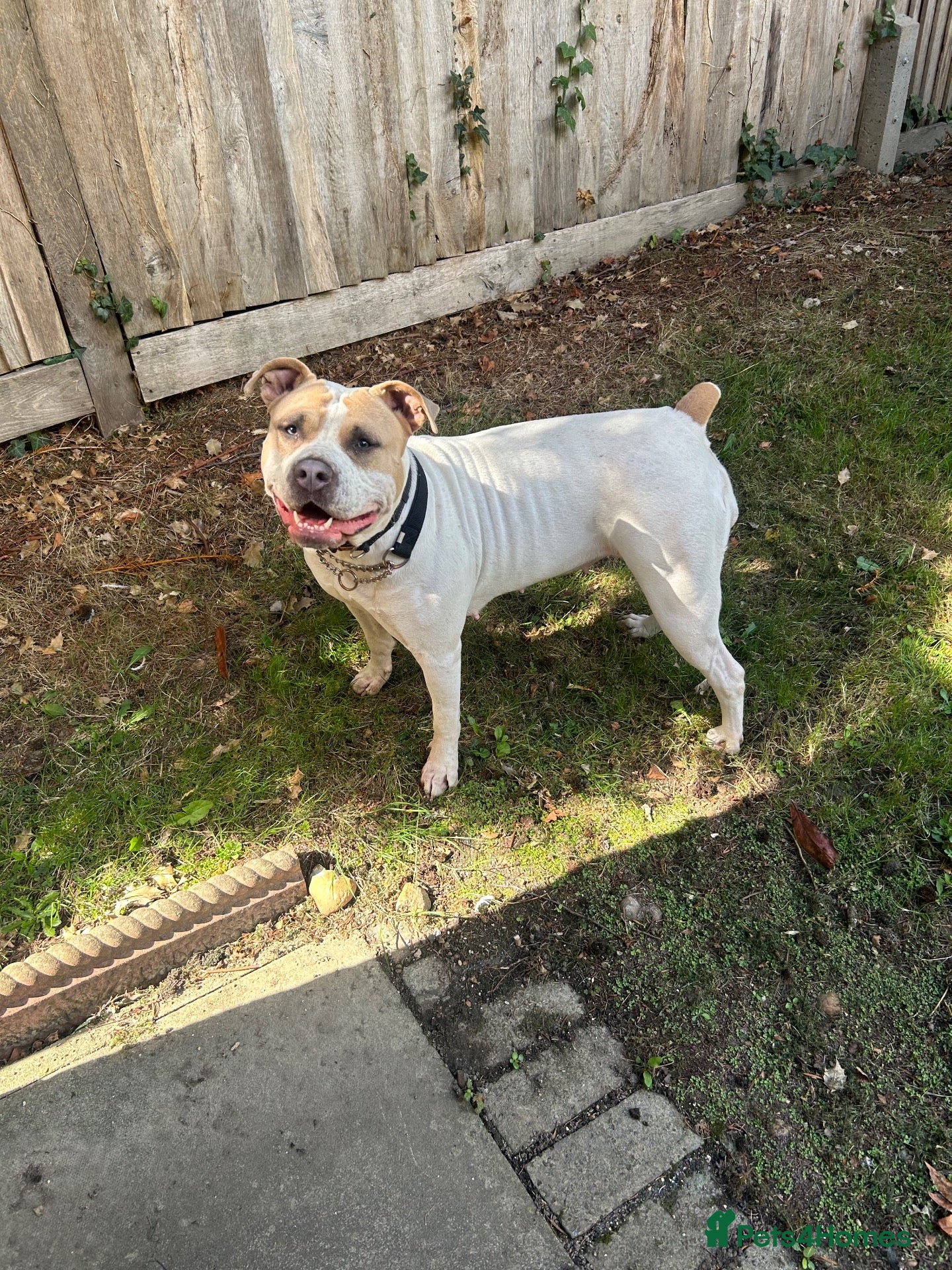 Mixed Breed dogs Doris  - Advert 5