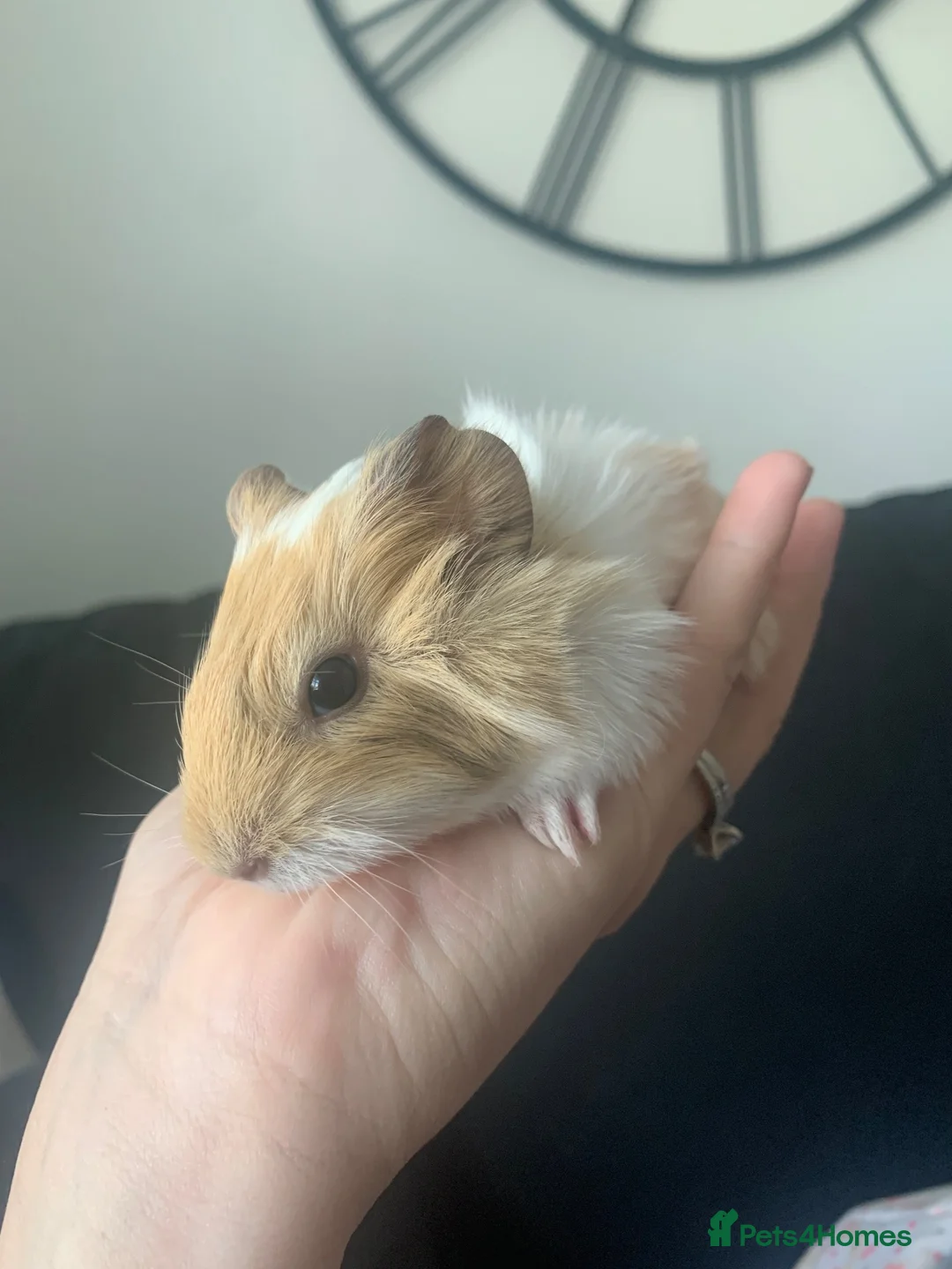 Guinea Pig rodents for sale: Beautiful Guinea pigs - Advert 2