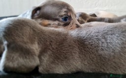 Miniature Dachshund dogs for sale: 💜Extra Dapple miniature Daschunds babys 💜 - Image 4