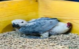 Parrots birds for sale: African Grey Baby - Image 1
