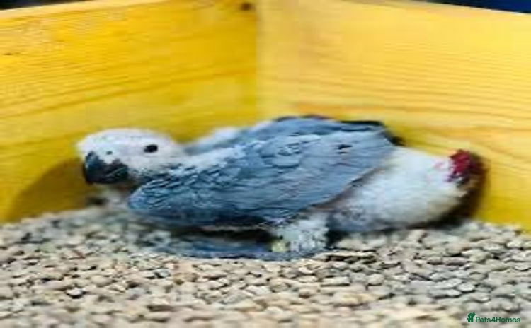 Parrots birds - Advert 1