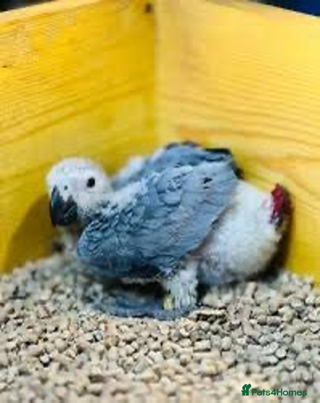 Parrots birds for sale: African Grey Baby - Image 1
