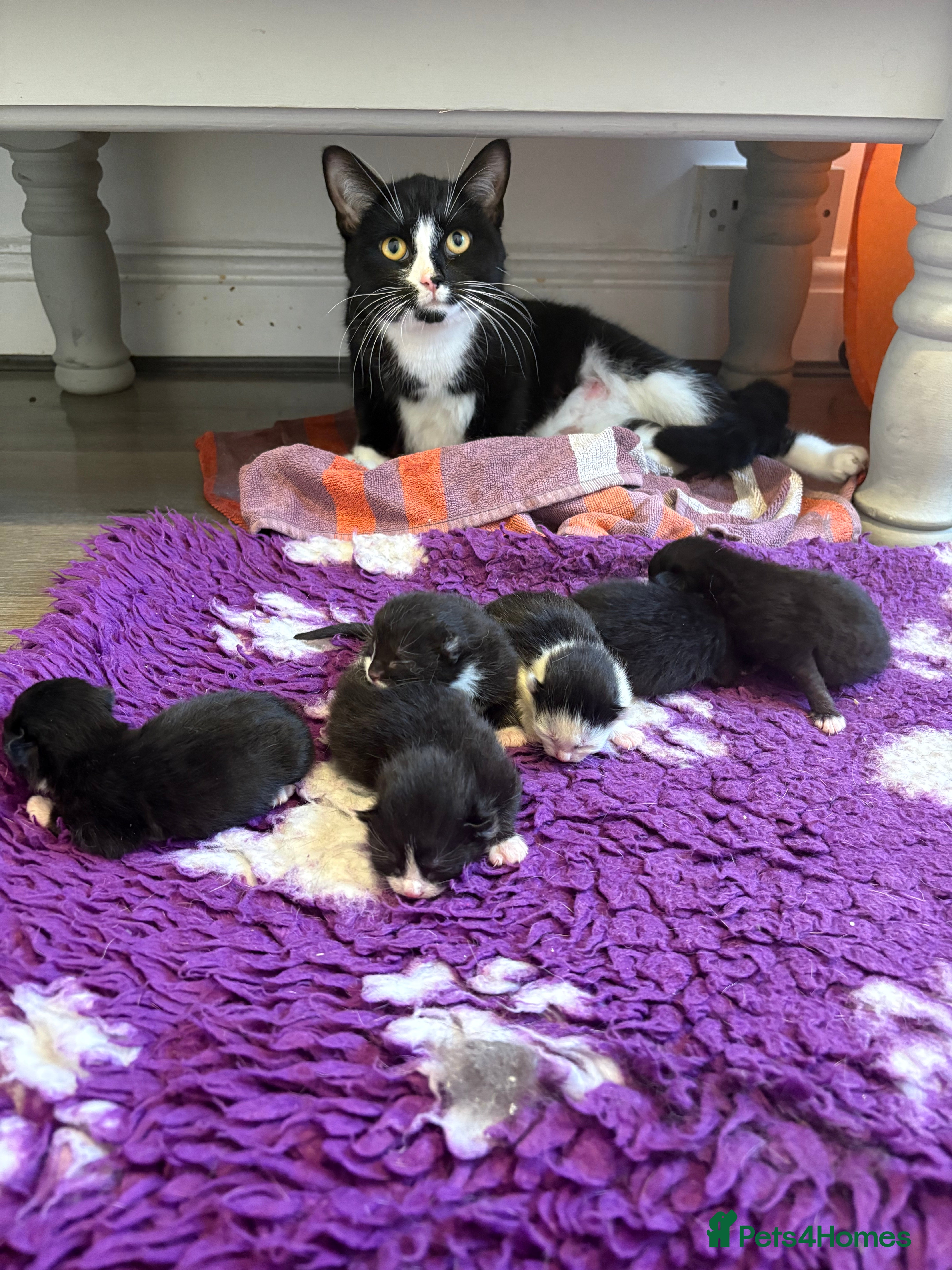 Mixed Breed cats 🐾 6 Beautiful Black & White Kittens for Sale 🐾 - Advert 2