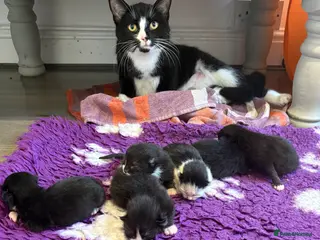Mixed Breed cats 🐾 6 Beautiful Black & White Kittens for Sale 🐾 - Advert 2