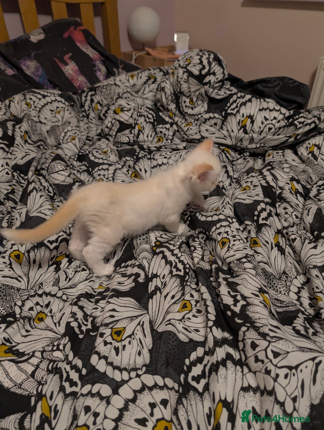 Ragdoll cats for sale: Ragdoll  - Advert 3