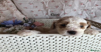 Cavapoo dogs - Advert 2