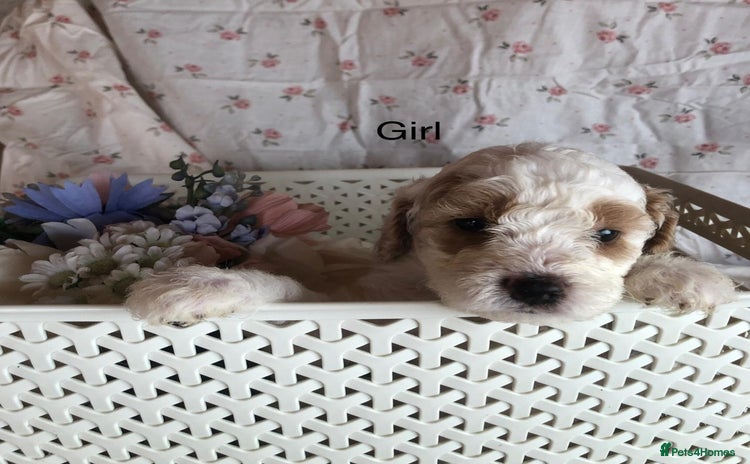 Cavapoo dogs - Advert 14