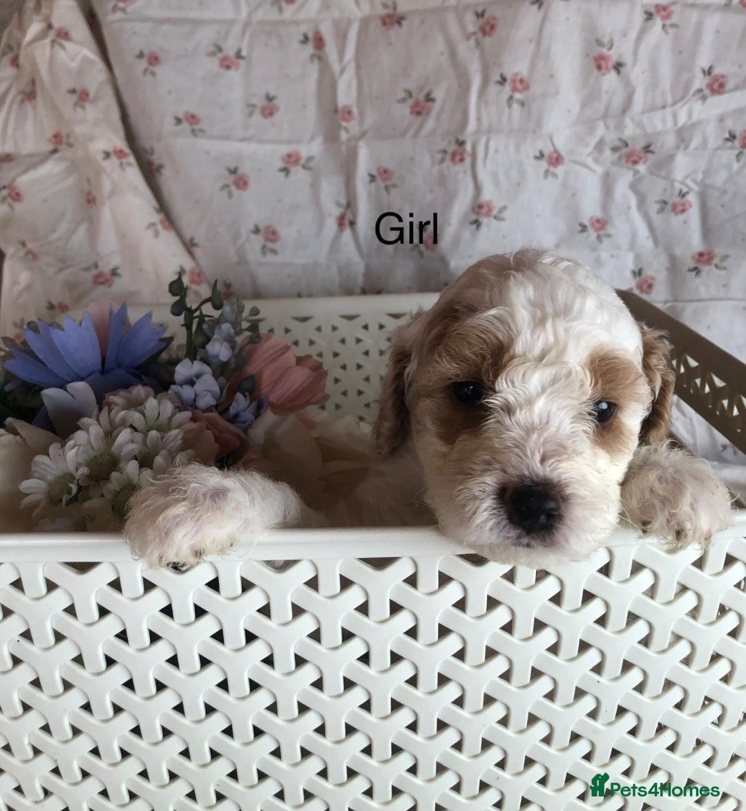 Cavapoo dogs for sale: F1B CAVAPOO PUPPIES  - Image 3