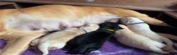 Labrador Retriever dogs for sale: Beautiful Labrador Puppies - KC Registered  in Luton - Advert 18