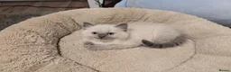 Ragdoll cats for sale: Ragdoll kitten ready now - Advert 6