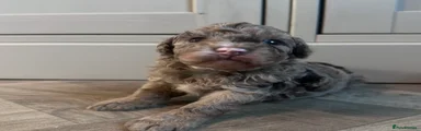 Poochon 4