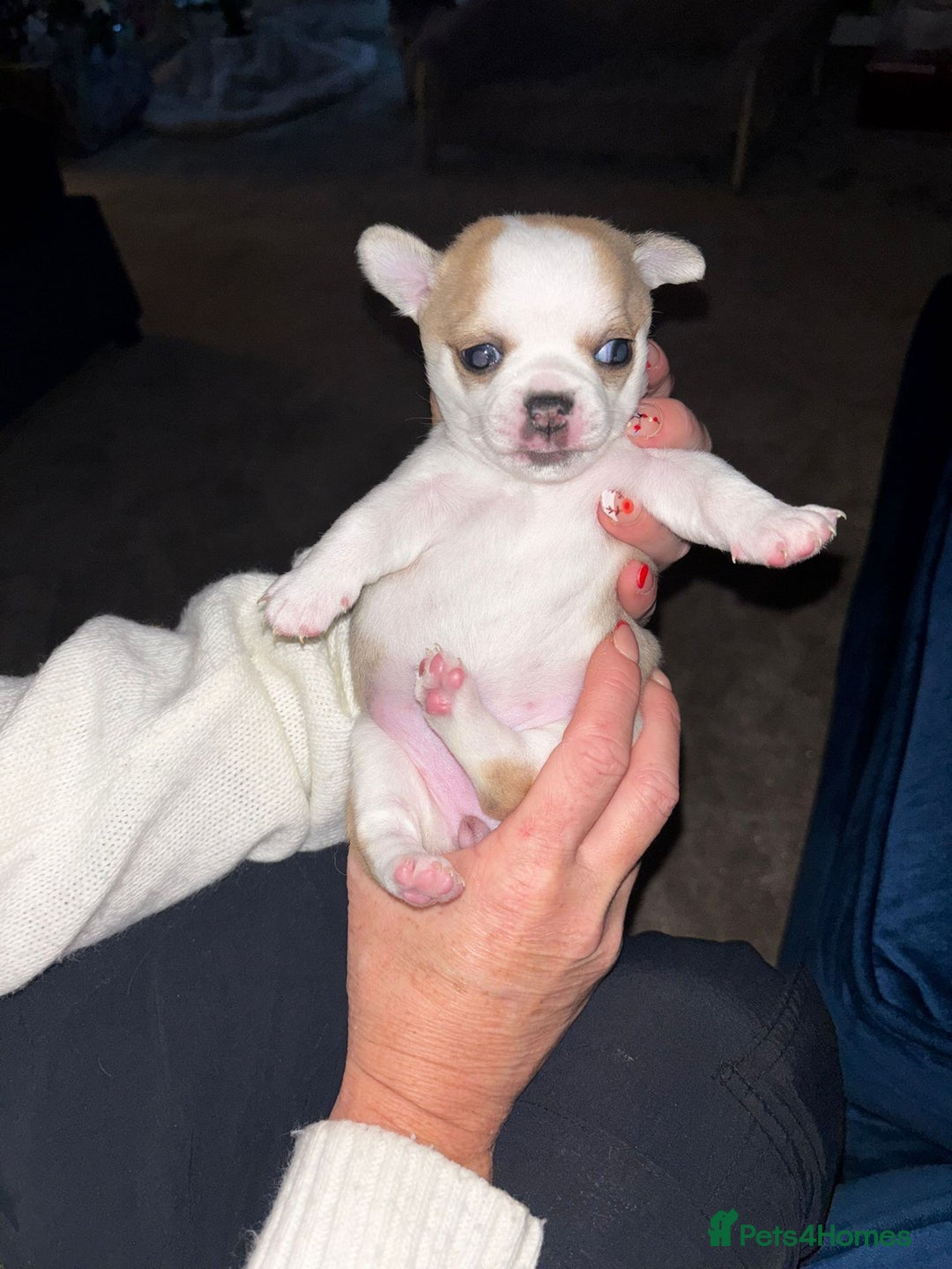 Chihuahua dogs for sale: Beautiful chihuahua girls for sale! - Advert 13