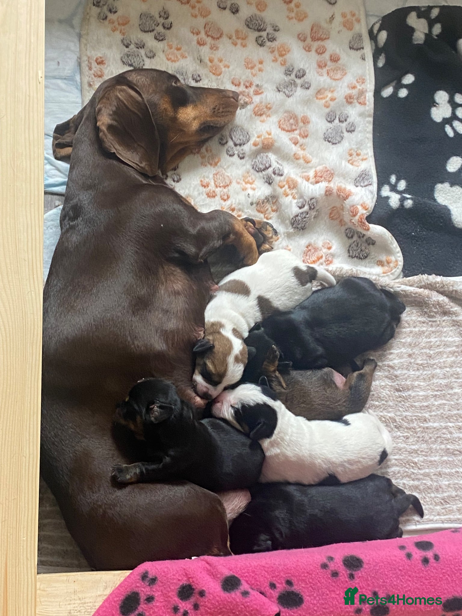 Mixed Breed dogs Schweenie puppies  - Advert 1