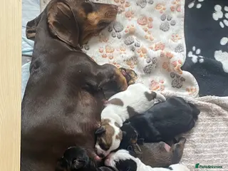 Mixed Breed dogs Schweenie puppies - Advert 4