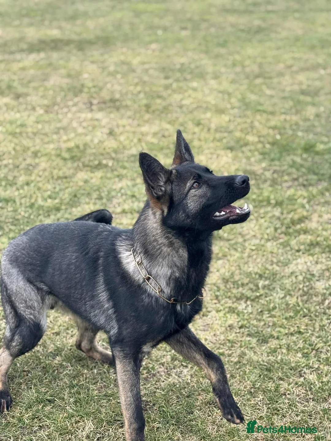 German Shepherd dogs for sale: 8 month old Slovakian import  - Advert 4