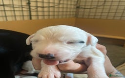Mixed Breed dogs for sale: Pointerdor puppies  - Image 8