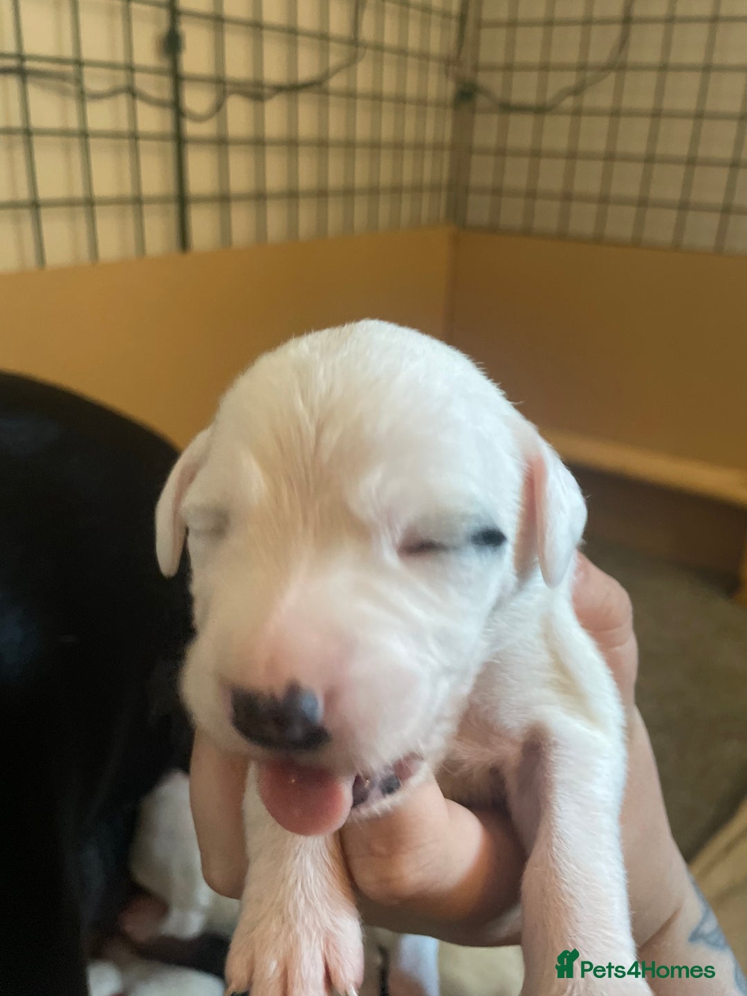 Mixed Breed dogs for sale: Pointerdor puppies  - Image 8