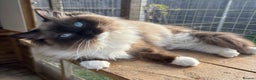 Ragdoll cats for sale: Beautiful blue mink colourpoint boy tica reg - Advert 2