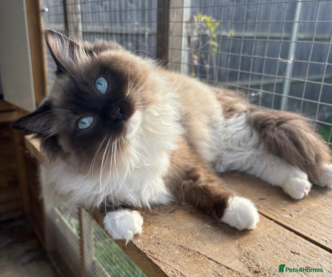Ragdoll cats for sale: Beautiful blue mink colourpoint boy tica reg - Advert 2