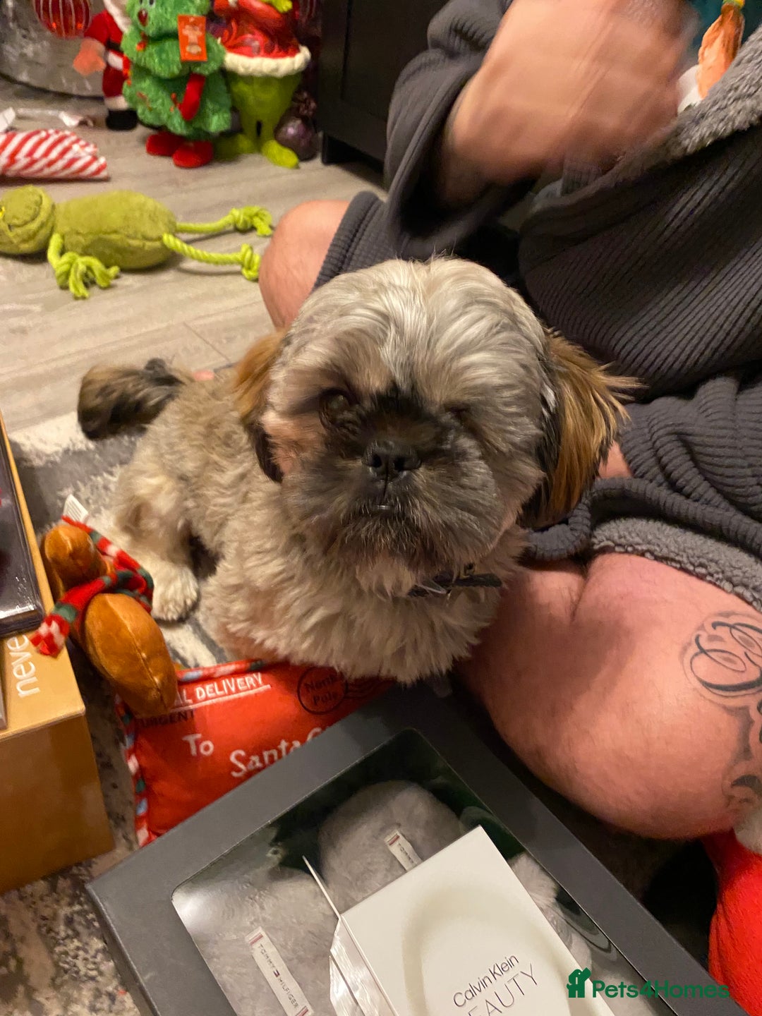 Shih Tzu dogs for sale: Jeff shih tzu  - Advert 4