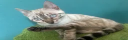 Bengal cats for sale: Supper friendly TICA registered kittens  - Advert 11