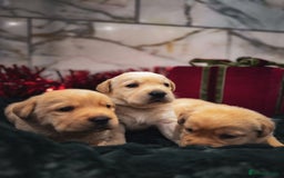 Labrador Retriever dogs for sale: Gorgeous Half Show KC Labrador Retriever Puppies - Advert 12