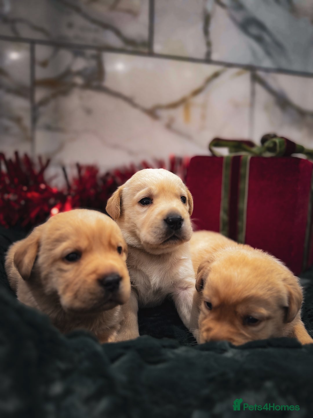 Labrador Retriever dogs for sale: Gorgeous Half Show KC Labrador Retriever Puppies - Advert 12