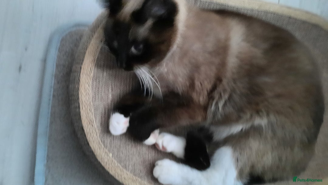 Mixed Breed cats for sale: Ragdoll x Persian  - Advert 5