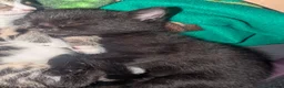 Mixed Breed cats for sale: 4 Beautiful kittens looking forever homes - Advert 3