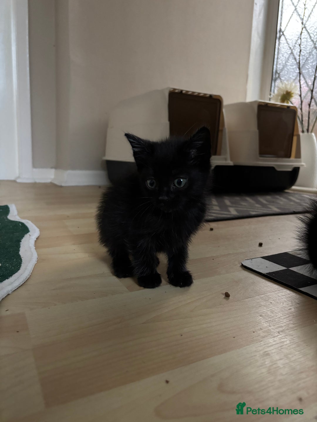 Mixed Breed cats for sale: Kittens for sale - Image 2