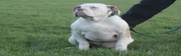 Alapaha Blue Blood Bulldog dogs for sale: SUPERB PICK OF LITTER PUP 5***** - Advert 34