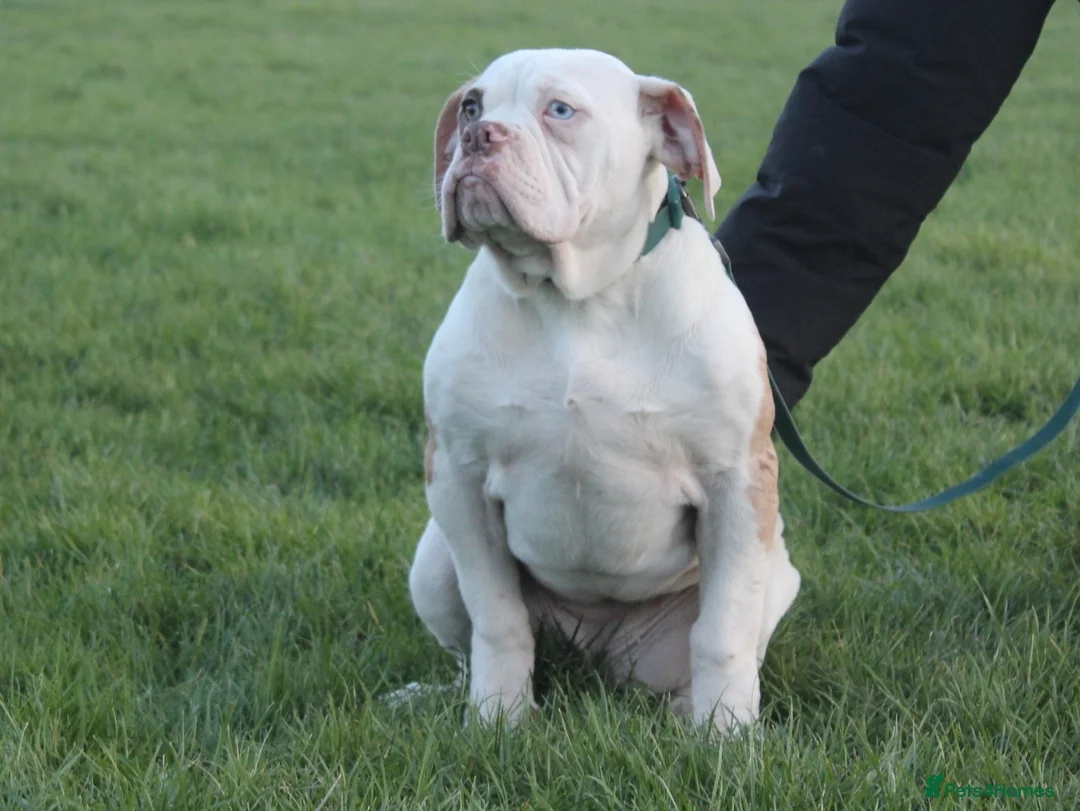 Alapaha Blue Blood Bulldog dogs for sale: SUPERB PICK OF LITTER PUP 5***** - Advert 34
