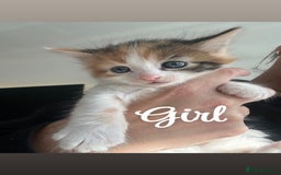 Ragdoll cats for sale: Beautiful kittens mixed colours - Image 10