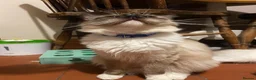 Ragdoll cats for sale: GCCF. Perfect Ragdolls ready to go. - Advert 20