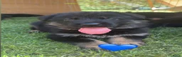 German Shepherd dogs for sale: Ready to leave NOW! 2 outstanding GSD puppies - Advert 7
