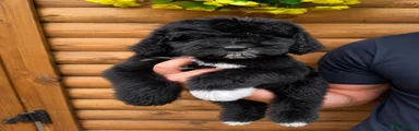Bernedoodle 1