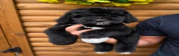 Bernedoodle dogs for sale: Multigen Bernedoodle Ready Now in Chelmsford - Advert 4