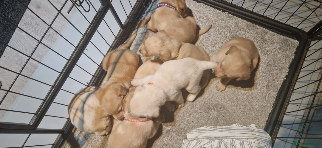 Labrador Retriever dogs for sale: 8 golden/fox red labradors  - Advert 1